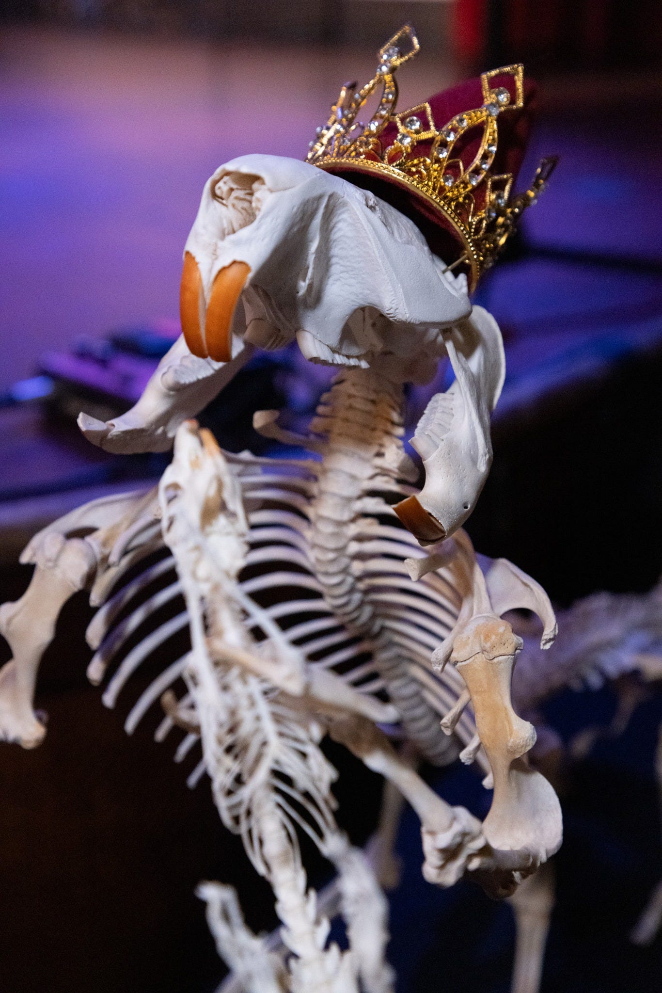 May be an image of bone